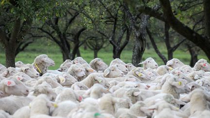 &nbsp; (La fièvre catarrhale ovine touche les ruminants (ovins, bovins, caprins) © Maxppp)