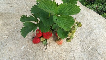 Les tapis ou dalles de chanvre bloquent les adventices et, dans le cas des fraisiers, permettent de récolter des fruits tout propres !&nbsp; (ISABELLE MORAND / GEOCHANVRE / RADIO FRANCE / FRANCE INFO)