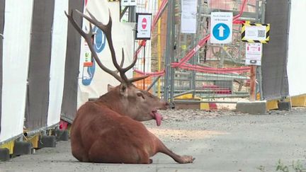 Chasse : un cerf traqué par des veneurs trouve refuge près d'un chantier