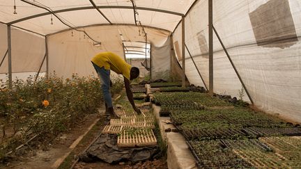 En une dizaine d'années, Sidibé Agrotechniques est passée de huit salariés à trente, et forme ainsi les agro-techniciens africains du futur. Sa structure intéresse d'autre pays. Il a aussi des clients au Niger, au Tchad, au Cameroun et en France. Il a déjà vendu deux serres à des entreprises dans son pays. "Si rien n'est fait contre le changement climatique, l'Afrique ne pourra pas nourrir ses enfants et cela signifiera la guerre", déclare Sidibé à Reuters.&nbsp; &nbsp; &nbsp; (ANNIE RISEMBERG / REUTERS)