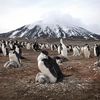 Une colonie de manchots à jugulaire photographiée sur l'île volcanique de Zavodovski en Antarctique, le 16 janvier 2015. (BBC)