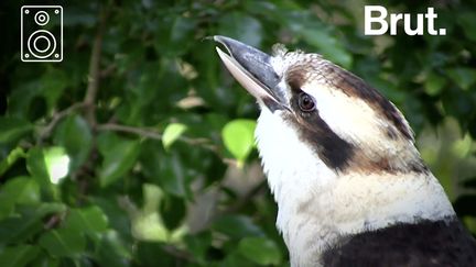 Depuis les années 1930, de nombreux films ont utilisé le cri de cet oiseau comme son d'ambiance pour des scènes de jungle.