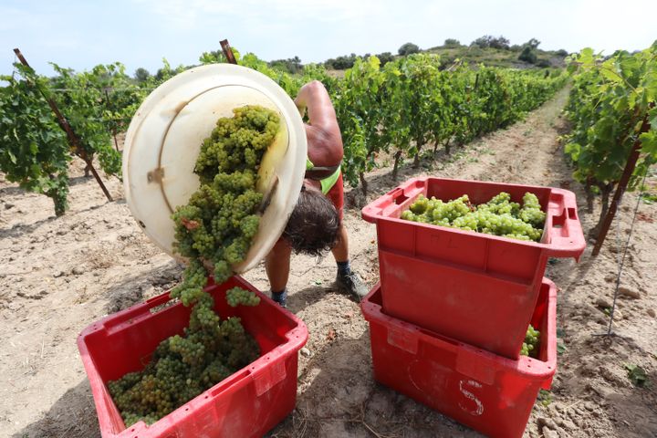 Les vendanges précoces dans un vignoble de Fitou (Aude), le 28 juillet 2020.&nbsp; (RAYMOND ROIG / AFP)