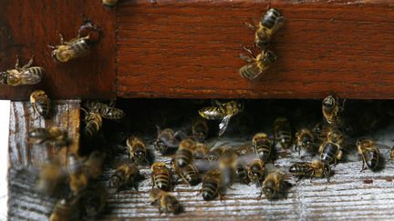 Des abeilles dans une ruche. Celles de Giraumont (Oise) sont accus&eacute;es de r&eacute;pandre leurs excr&eacute;ments sur le village. (JEAN-PIERRE MULLER / AFP)