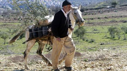 Un homme palestinien transporte des plants d'oliviers avec son cheval, le 4 f&eacute;vrier 2013, pr&egrave;s de la colonie isra&eacute;lienne de Goush Etzion (Cisjordanie). (MUSA AL-SHAER / AFP)