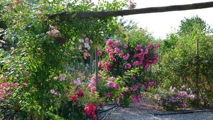 Dans la pépinière-jardin Mela Rosa, à Grigny, dans le Pas-de-Calais (JEAN-LIN LEBRUN / ISABELLE MORAND / RADIO FRANCE)