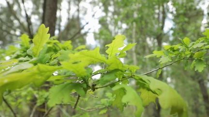 Réchauffement climatique : quelles solutions pour les forêts ?