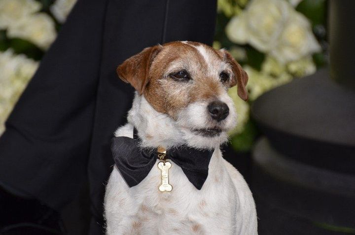 Uggie sur le tapis rouge des oscars pour le film &quot;The artist&quot;
 (KOBAL / THE PICTURE DESK)