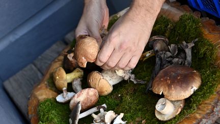 En cas de doute, il faut montrer sa cueillette à un pharmacien ou une association de mycologie (photo d'illustration). (R?MY PERRIN / MAXPPP)