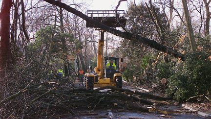 Tempêtes de 1999 : la renaissance des forêts