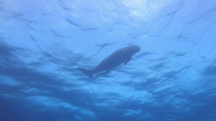 Mayotte : les dugongs se font de plus en plus rares