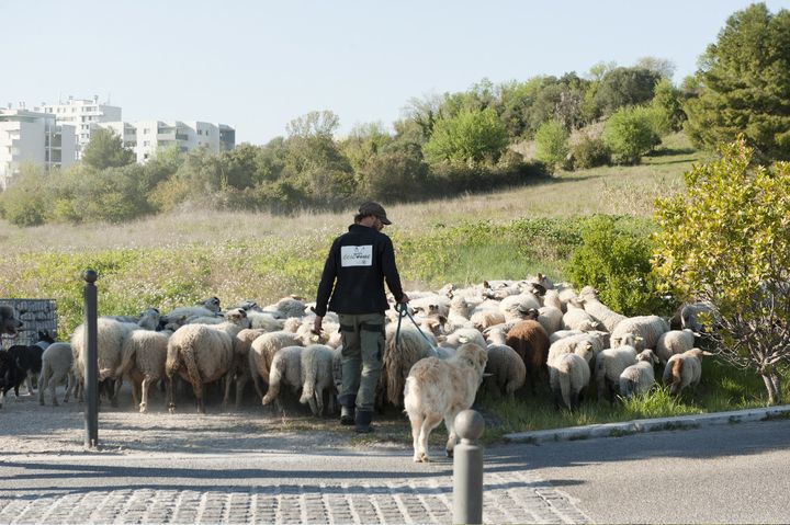 La société Écozoone dispense une formation pour apprendre le métier de berger urbain. (ISABELLE MORAND / ECOZOONE / RADIO FRANCE / FRANCE INFO)