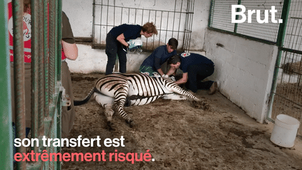 Une dizaine d’animaux ont été sauvés de l’insalubre Safari Park Zoo par l’ONG Four Paws.