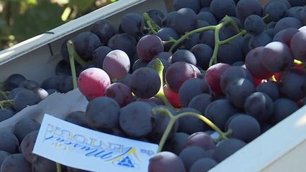 La récolte de muscat bat son plein dans le sud de la France, près du Mont Ventoux.&nbsp; (CAPTURE ECRAN FRANCE 2)