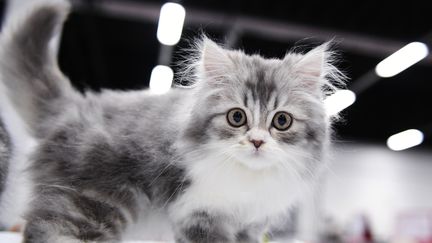 Un chaton durant le Salon international du chat, à Moscou, le 15 septembre 2018 (image d'illustration). (NATALIA SELIVERSTOVA / SPUTNIK)