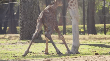 Un girafon baptisé Kibo se hisse&nbsp;sur ses pattes quelques minutes après sa naissance, le 8 août 2017, au zoo de Dubbo&nbsp;(Australie). (Capture d'écran "The Guardian")