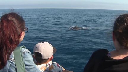 Camargue : à la découverte des dauphins en Méditerranée (France 3)