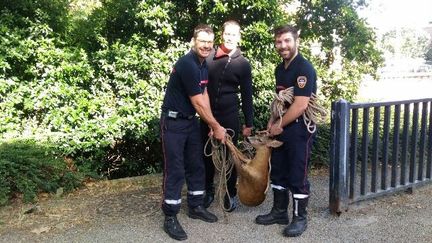 Les pompiers de Toulouse ont remonté l'animal sur la berge, mardi 18 juillet. (DR)