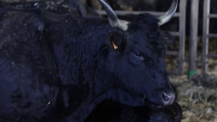 Agriculture : les vaches Salers, stars du Cantal, retrouvent leur robe noire