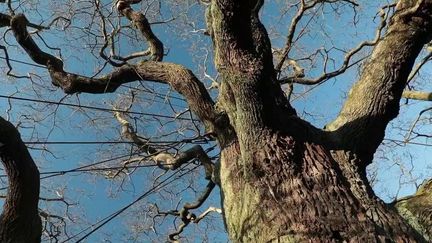 Mythes et légendes : la mystérieuse forêt de Sherwood