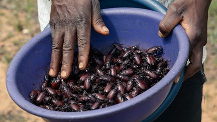 Aujourd’hui, la cueillette a été lente mais fructueuse. Earnmore Chikavaza va pouvoir se rendre chez Winnie Chikaonda, pour apprendre à les cuisiner.&nbsp; &nbsp; (JEKESAI NJIKIZANA / AFP)