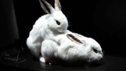 Deux lapins empaill&eacute;s en train de copuler sont expos&eacute;s au Palais de la d&eacute;couverte &agrave; Paris dans le cadre de l'exposition "B&ecirc;tes de sexe", le 25 octobre 2012. (ELODIE DROUARD / FTVI)