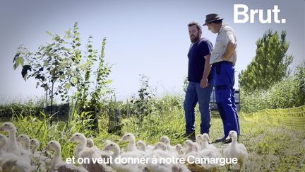 VIDEO. Et si les canards remplaçaient les pesticides ? (BRUT)