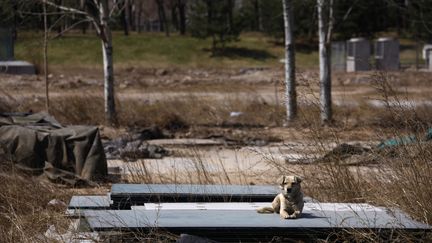 Un chien reste couché dans une zone désertée du stade où se sont déroulées les épreuves de baseball pendant les Jeux olympiques de Pékin en 2008. Cet endroit, photographié ici en mars 2012, est désormais laissé à l’abandon. (DAVID GRAY / REUTERS)