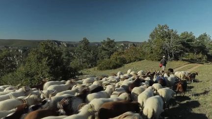 Larzac : les éleveurs défendent une agriculture militante (FRANCE 2)