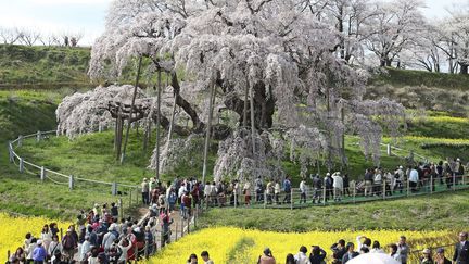 «Takizakura», littéralement «le cerisier fleuri en forme de chute d'eau», est considéré comme un miraculé au Japon où la contemplation des floraisons bat son plein en ce mois d'avril. Après la catastrophe nucléaire de Fukushima, le 11 mars 2011, il s'est retrouvé dans une zone de forte contamination. Aujourd'hui, en pleine santé, il symbolise la reconstruction de cette région sinistrée et attire à nouveau des dizaines de milliers de visiteurs, de jour comme de nuit. (Daisuke Tomita/AP/SIPA)