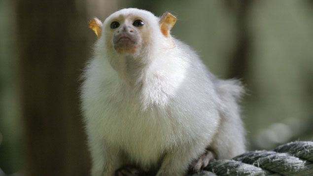 &nbsp; (Ouistiti argenté © ZooParc de Beauval)