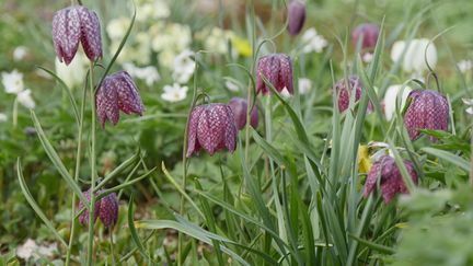 Fritillaire pintade&nbsp;appelée aussi&nbsp;fritillaire œuf de vanneau (Fritillaria meleagris). (ISABELLE MORAND / RADIO FRANCE / FRANCE INFO)