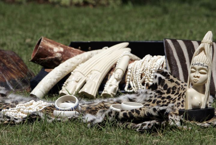 Des pi&egrave;ces d'ivoire et des peaux animales, pr&eacute;sent&eacute;es pendant une conf&eacute;rence de presse de l'organisation Kenya Wildlife Services, &agrave; Nairobi, au Kenya, le 17 novembre 2008.&nbsp; (ANTONY NJUGUNA / REUTERS )