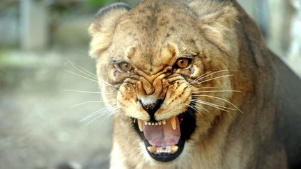 Une lionne de l'Atlas (esp&egrave;ce disparue &agrave; l'&eacute;tat sauvage) dans le zoo de Montpellier (H&eacute;rault), le 3 d&eacute;cembre 2007. (MAXPPP)