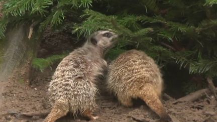 Recyclage : dans le Morbihan, la seconde vie des sapins de Noël