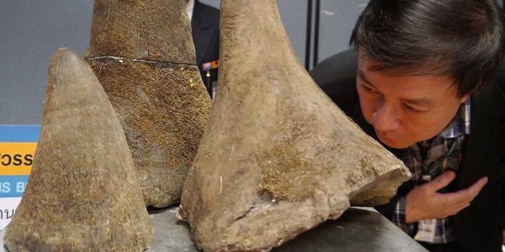 Saisie de cornes de rhinocéros le 7 janvier 2013 à l'aéroport international de Bangkok.  (AFP/FREELAND FOUNDATION)