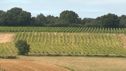 Val de Loire : à vélo dans les caves à vin