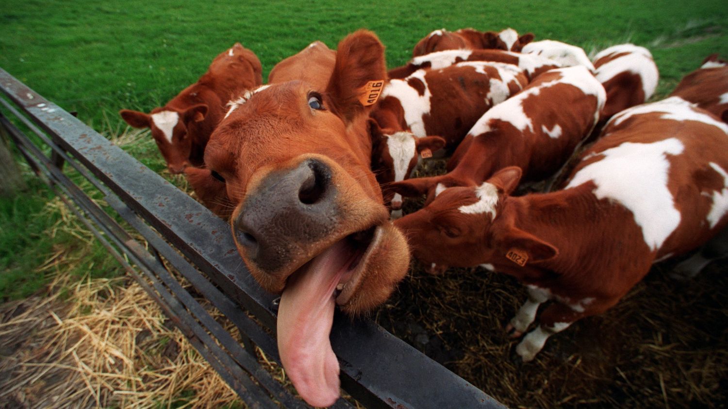 Procès De La Vache Folle La Justice Dans Limpasse Va Prononcer Un