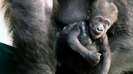 &nbsp;Ce bébé devient le 13e gorille que compte le zoo de Saint-Martin-la-Plaine. (Capture d'écran / Zoo Saint-Martin-la-Plaine)