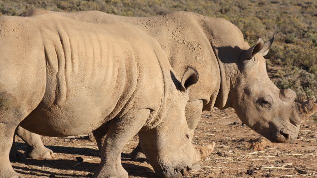 &nbsp; (Rhinicéros à Inverdoorn © Photo Emmanuel Langlois / Radio France)