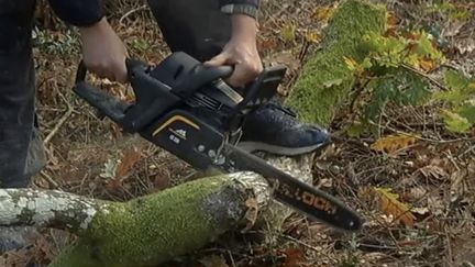 Incendies en Gironde : le mauvais entretien de la forêt landaise en cause ?