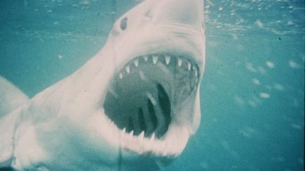 Le grand requin blanc, vedette du film "Les Dents de la Mer" de Steven Spielberg, en 1975 (MAXPPP)