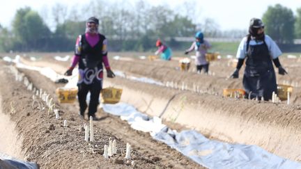 Des ouvriers récoltent des asperges dans un champ de Raedershseim (Haut-Rhin). (JEAN-FRANÇOIS FREY / MAXPPP)