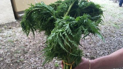 Le couscouil, une plante locale comestible que l'on trouve en altitude dans les Pyrénées-Orientales. (LAURA LAVENNE / RADIOFRANCE)