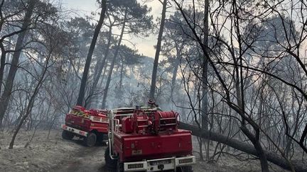 Incendies en Gironde : comment reconstruire la forêt des Landes, dévastée par les flammes ? (FRANCE 3)