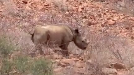 ES Extrait Namibie Rhino.mp4