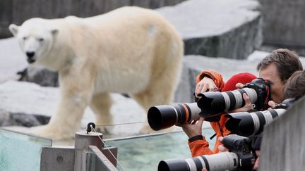 L'ours polaire Anton, au second plan, le 16 avril 2008, au Wilhelma Zoo de Stuttgart (Allemagne). (BERND WEISSBROD / AFP)