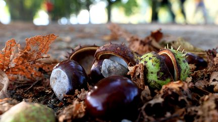 Des bogues de marrons vertes, aux petits pics, sont reconnaissables à celles des châtaignes. (FEDERICO GAMBARINI / DPA)