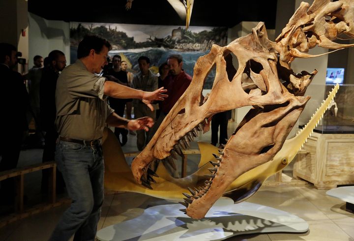 Le squelette d'un spinosaure, dans les locaux de la National Geographic Society, &agrave; Washington (Etats-Unis), jeudi 11 septembre 2014.&nbsp; (JIM BOURG  / REUTERS )