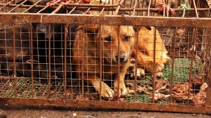 Des chiens en cage attendent d'&ecirc;tre vendus &agrave; Guiyang (Chine), le 21 d&eacute;cembre 2012. ( AFP )